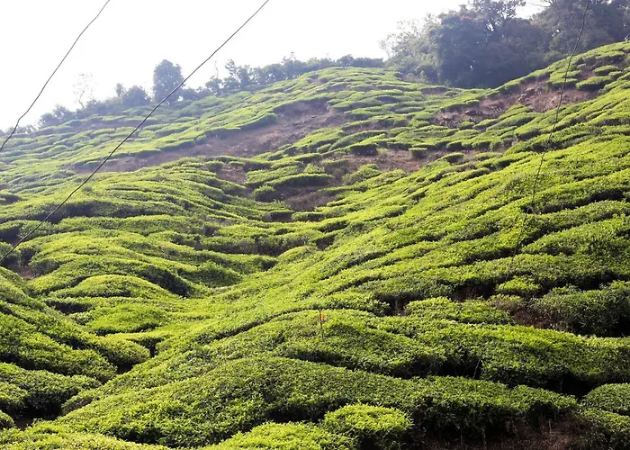 Green Garden Ayurvedic Resort & Green House