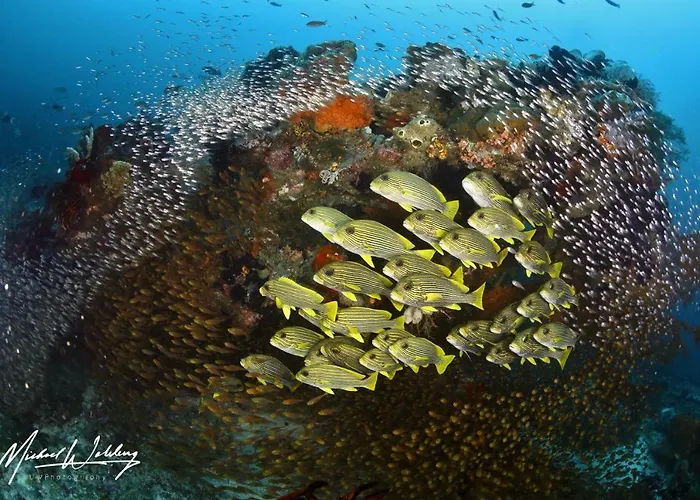 Coriana Dive Resort