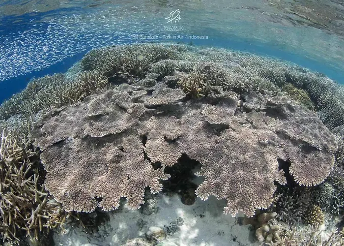 The Village Bunaken