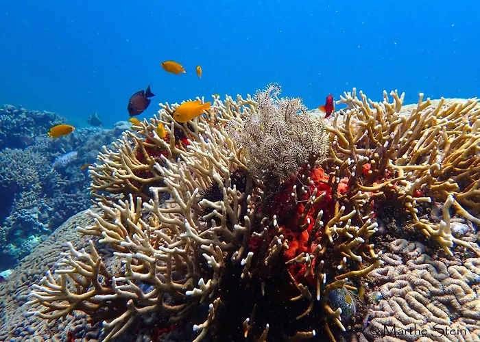 Gracey Dive Resort And Restaurant