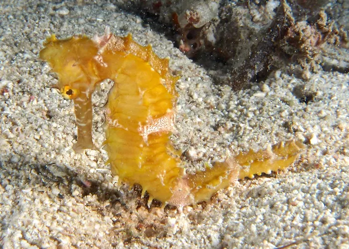 Dive Spot Asia And Brumini Beach Resort