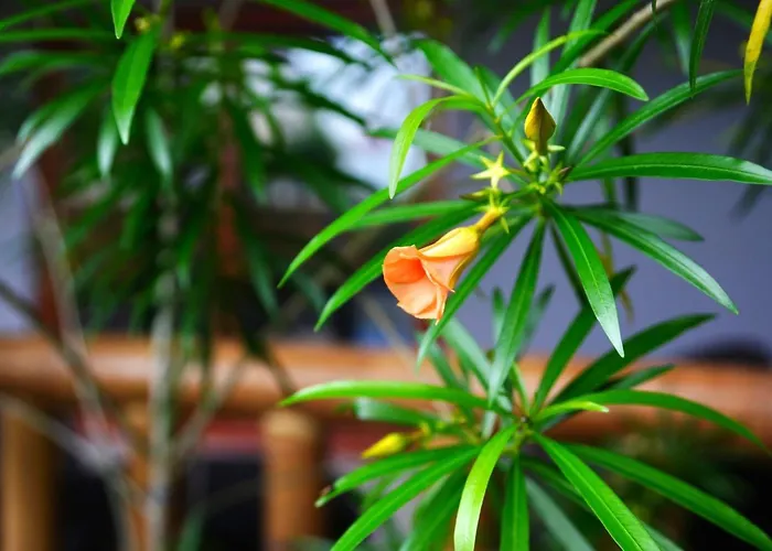 Mayfair Garden Resort