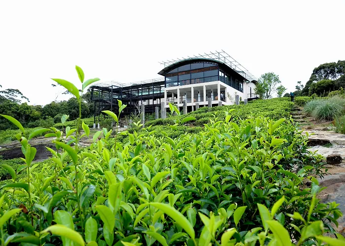 The Rainforest Ecolodge