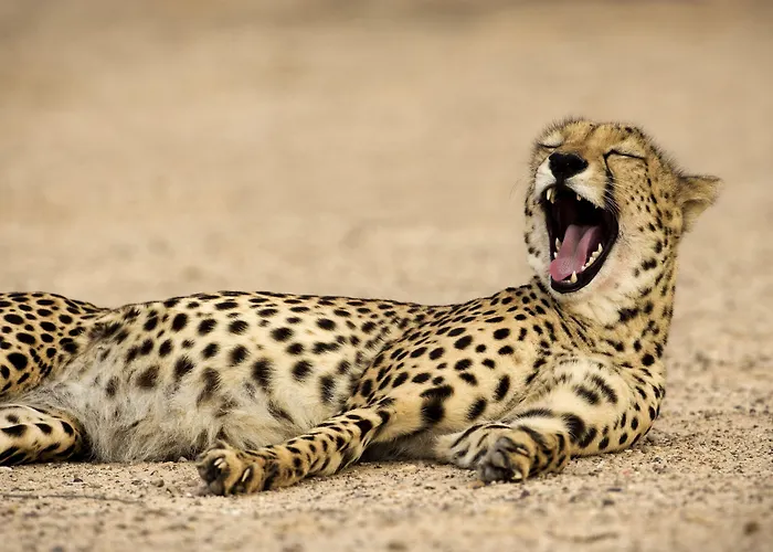Anantara Sir Bani Yas Island Al Sahel Villas