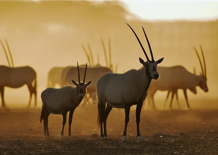 Anantara Sir Bani Yas Island Al Yamm Villa Resort