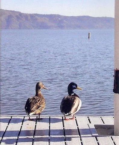 The Mallard House Inn