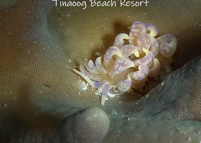 Tinaoog Beach Resort